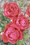 22nd May 2023 - Roses