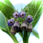 19th May 2023 - Common wild comfrey flowers 