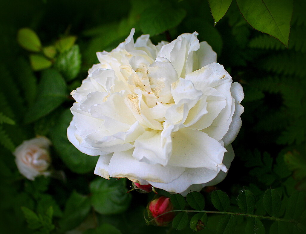 A white rose   by pyrrhula