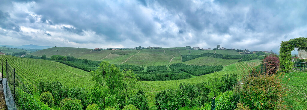 Piémont vineyards.  by cocobella