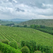 Vineyards.  by cocobella