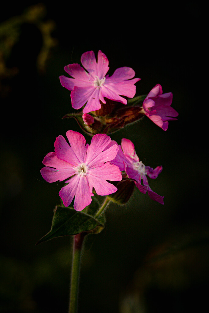 Red Campion by catangus