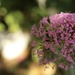 Centranthus ruber “Roseus” by sakkasie