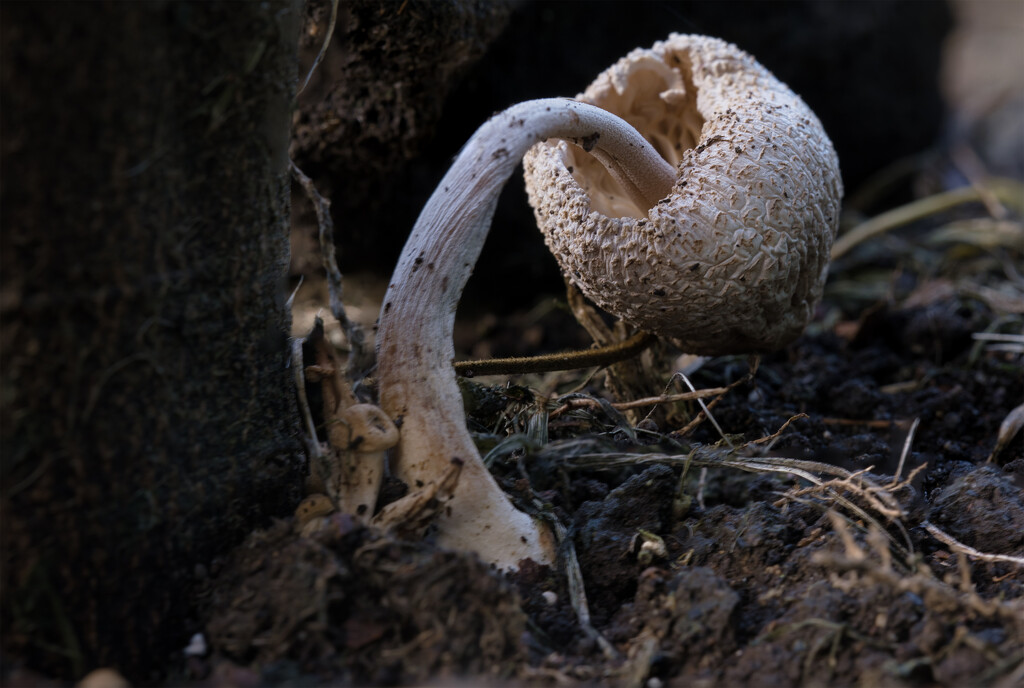 Dying mushroom by dkbarnett