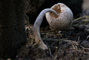 14th May 2023 - Dying mushroom