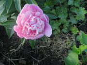 23rd May 2023 - First Pink peony.