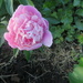 First Pink peony. by illinilass