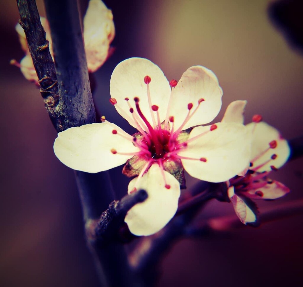 Day 124: Plum Tree Blossom by sheilalorson