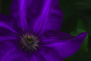 21st May 2023 - Evening Clematis