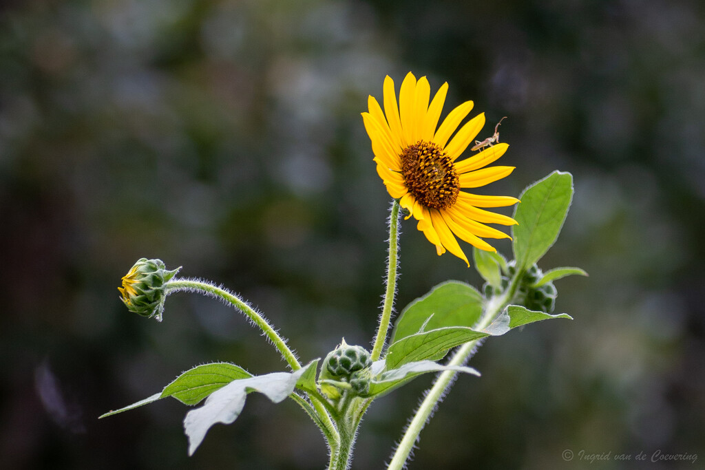 Sunflower with visitor by ingrid01