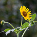 Sunflower with visitor