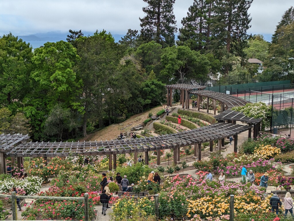 Berkeley Rose Garden by kathybc