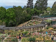 22nd May 2023 - Berkeley Rose Garden