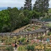 Berkeley Rose Garden by kathybc