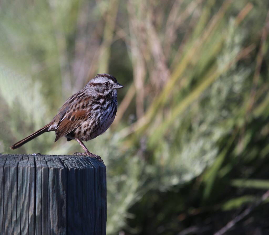 song sparrow by ellene