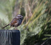 16th May 2023 - song sparrow