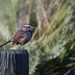 song sparrow by ellene