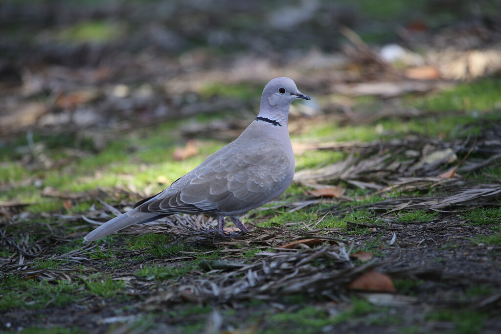 Eurasian collared dove by ellene