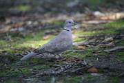 17th May 2023 - Eurasian collared dove