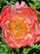 22nd May 2023 - Peony Times