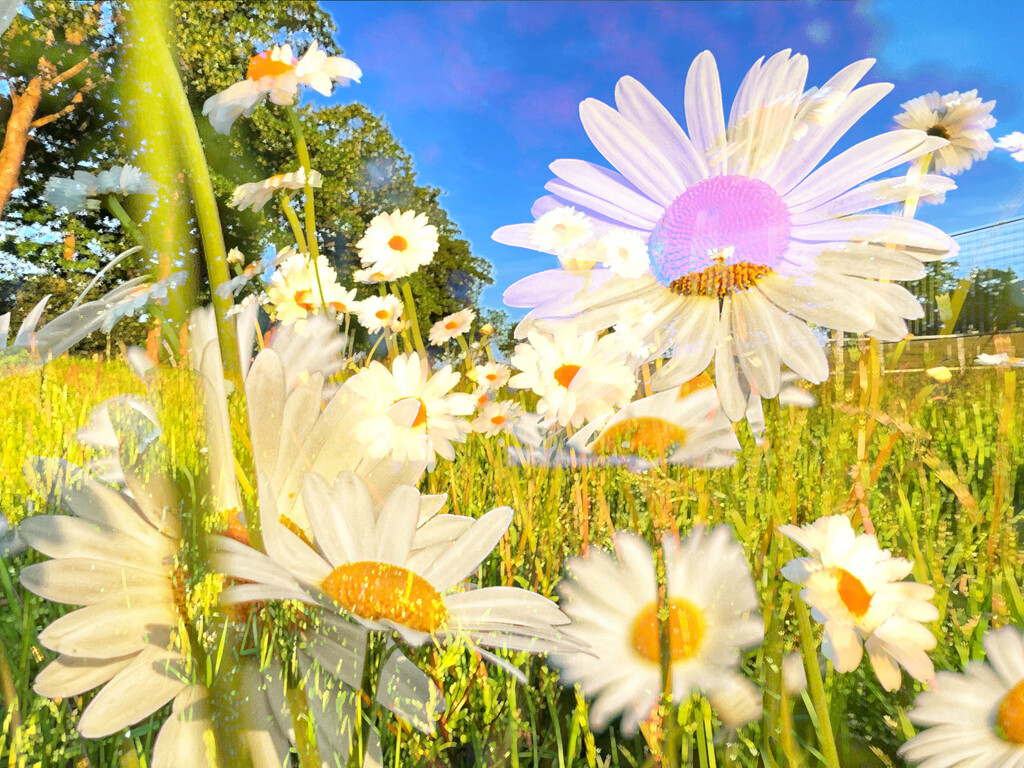 Oxeye daisies  by catangus