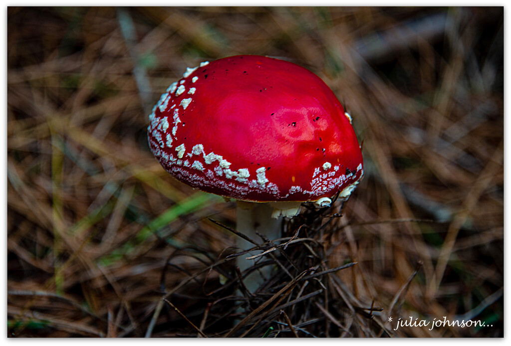 Sad Fungi..  Amanita Muscaria by julzmaioro