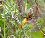 23rd May 2023 - Broad-bodied Chaser Dragonfly