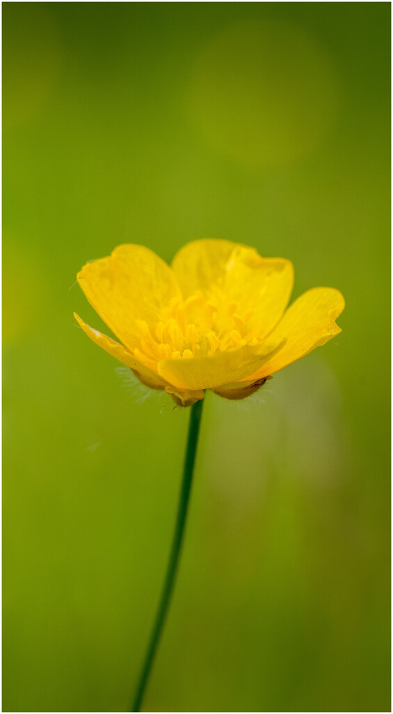 Buttercup by clifford
