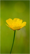 23rd May 2023 - Buttercup