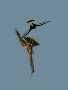 22nd May 2023 - Marsh Harrier being harassed by Oyster Catcher.