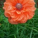 Super Poppy 