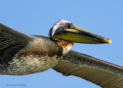 23rd May 2023 - Close-up of a Brown Pelican
