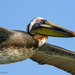 Close-up of a Brown Pelican by photographycrazy
