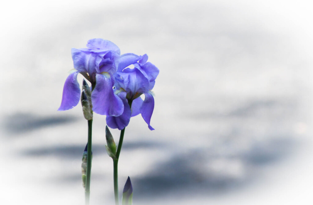Iris flowers by mittens