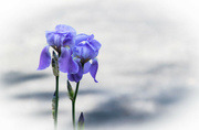 23rd May 2023 - Iris flowers