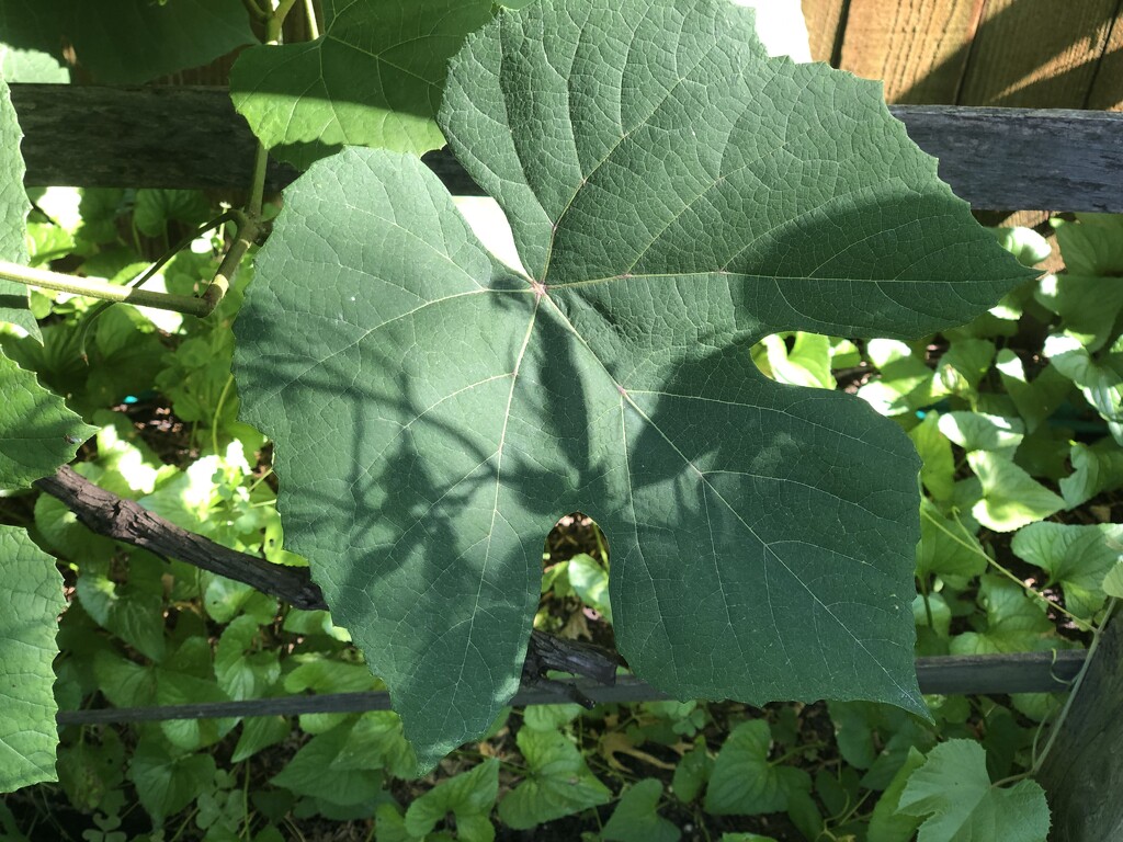 Rose shadow on grape leaves by metzpah