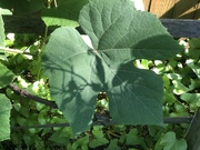 22nd May 2023 - Rose shadow on grape leaves