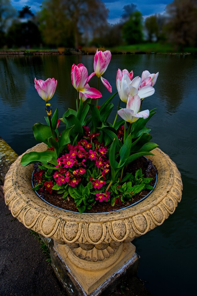 Tulips at Kew Gardens by billyboy