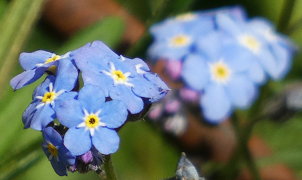 Forget-me-not by fishers