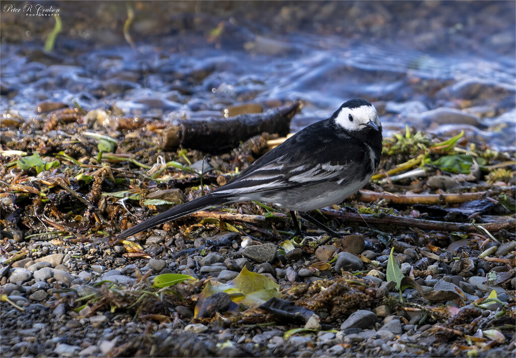 Pied Wagtail by pcoulson