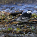 Pied Wagtail by pcoulson