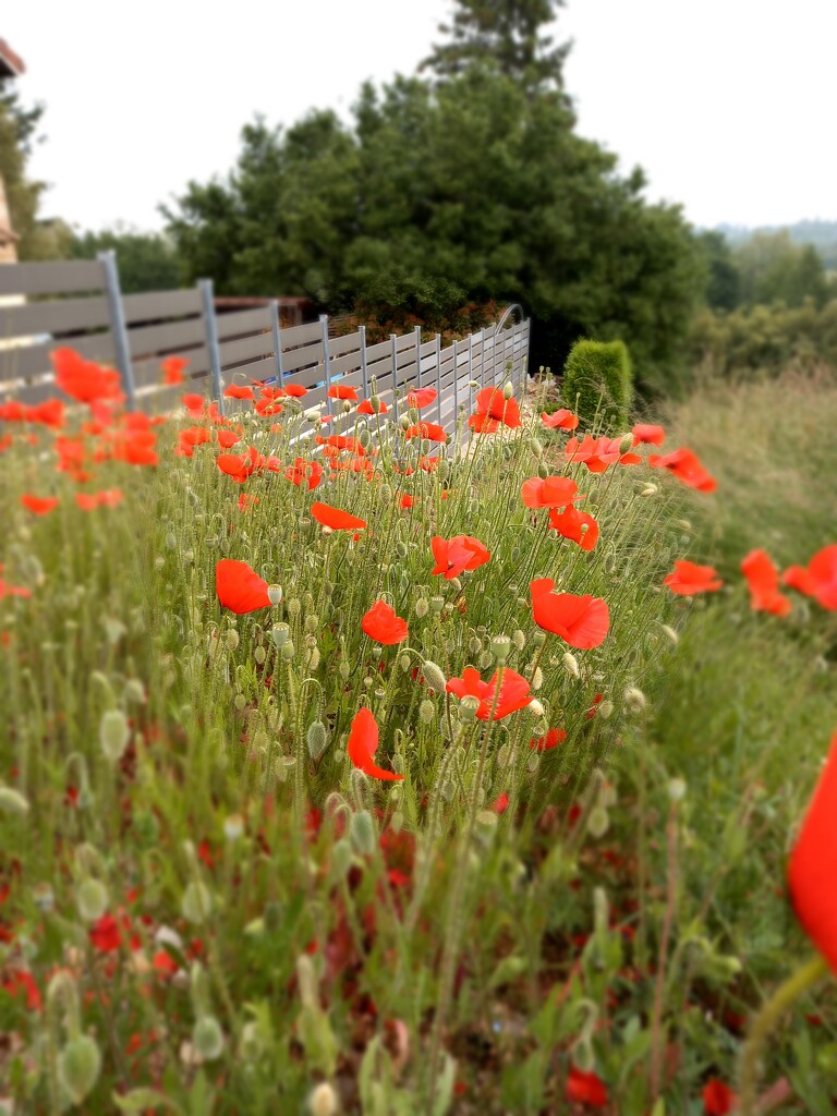 Wild poppies by ladypolly