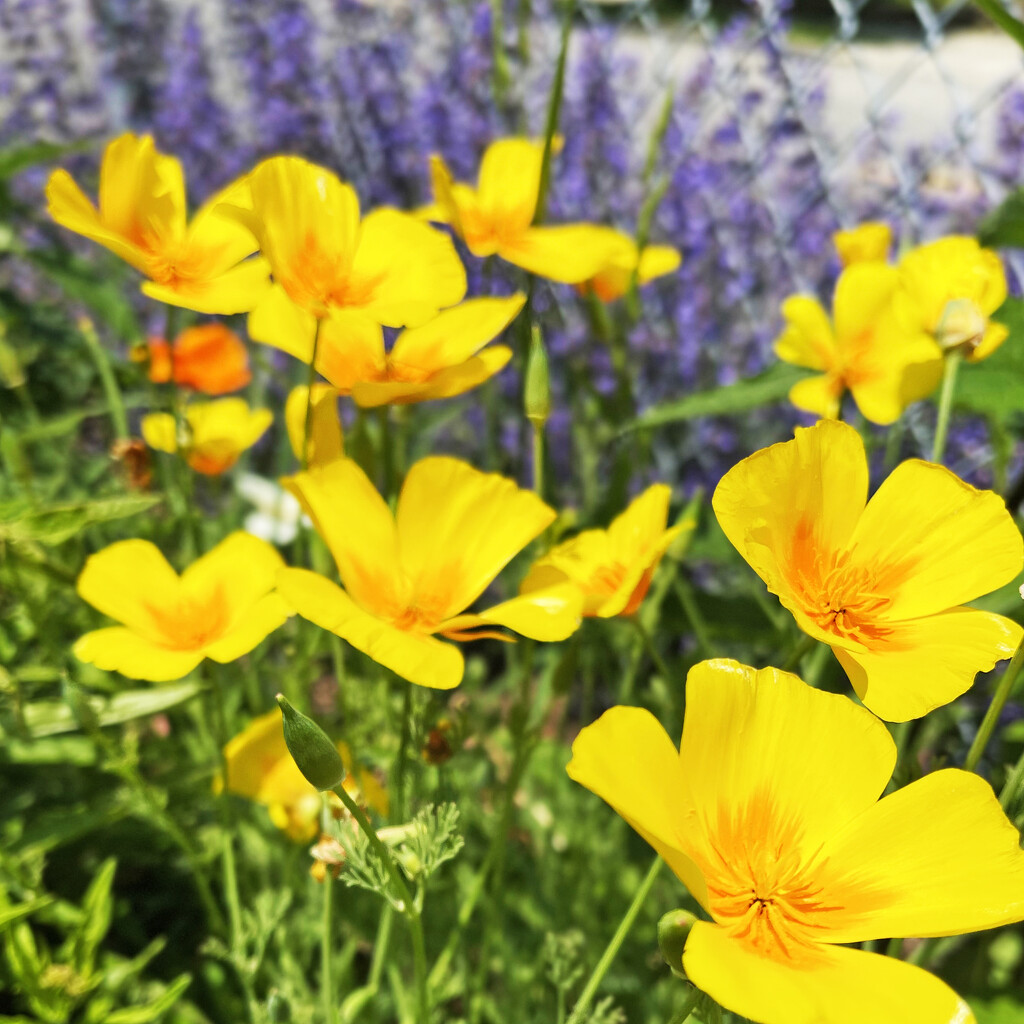 Yellow Flowers On Wasson Way by yogiw