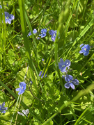 21st May 2023 - Birdeye Speedwell