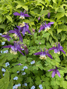 22nd May 2023 - Aquilegia