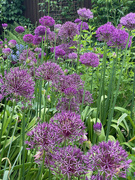 23rd May 2023 - Alliums Galore 