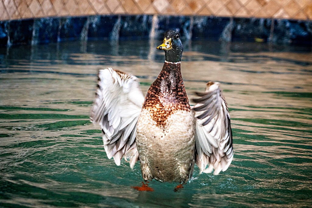 "Duck!", Joan... by Weezilou