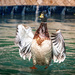 "Duck!", Joan... by Weezilou