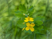 23rd May 2023 - The greater celandine