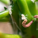 Cactus bits